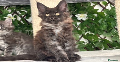 Maine Coon cats - Advert 3