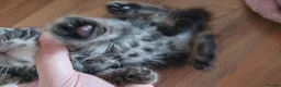 Mixed Breed cats for sale:  7 weeks old Gorgeous kittens  - Advert 16