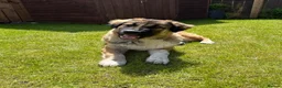 Mixed Breed dogs for sale: Loving Armenian Gampr Male 7 months old in Saltburn-by-the-Sea - Advert 2