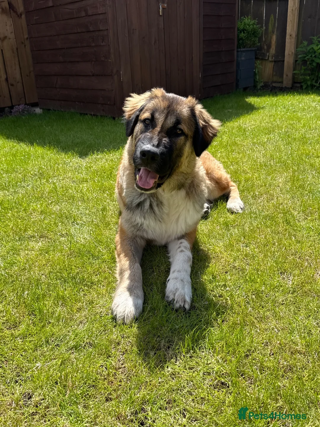 Mixed Breed dogs for sale: Loving Armenian Gampr Male 7 months old in Saltburn-by-the-Sea - Advert 2