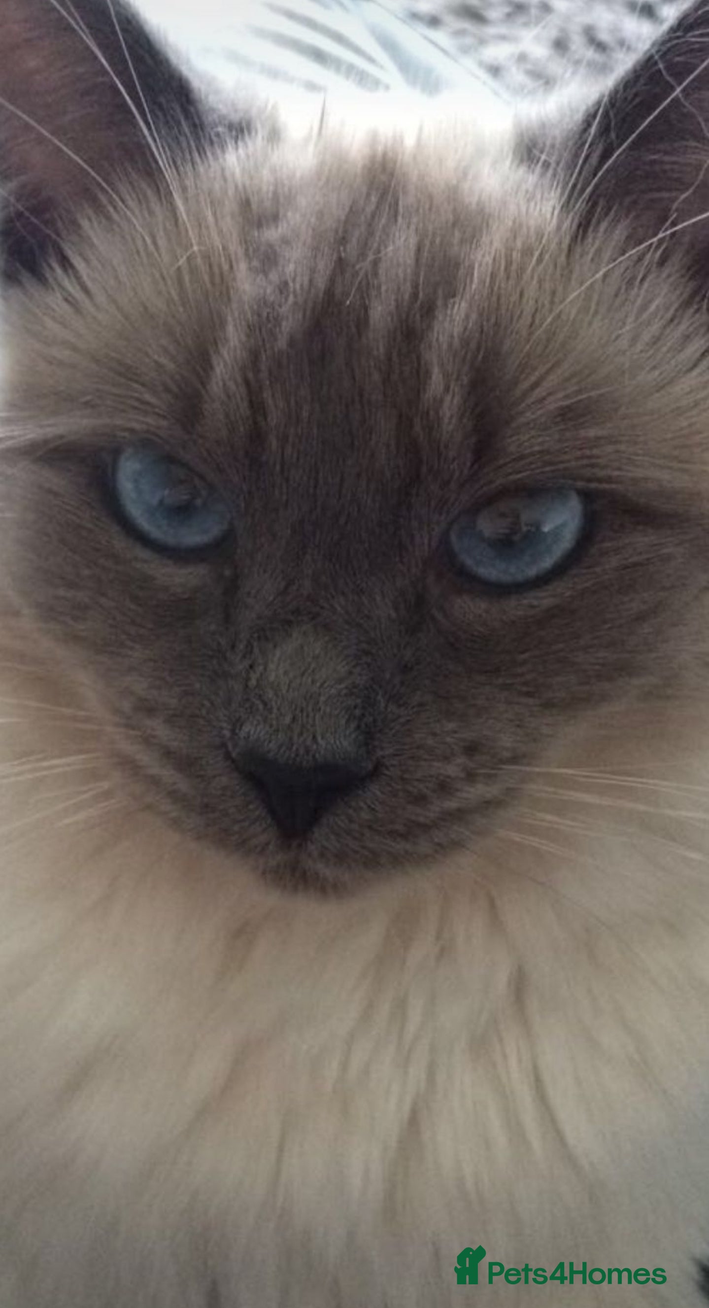 Ragdoll cats PROVEN STUD (bluepoint) in Brighouse - Advert 14