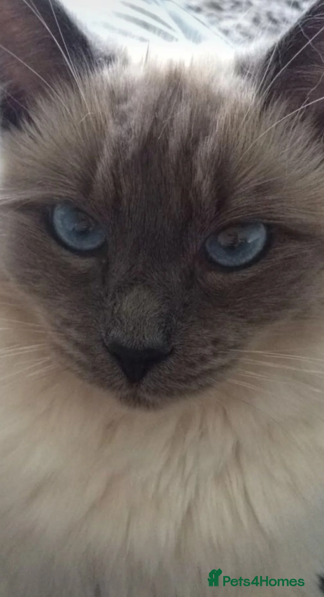 Ragdoll cats for stud: PROVEN STUD (bluepoint) in Brighouse - Advert 1