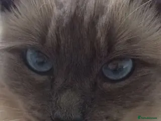 Ragdoll cats PROVEN STUD (bluepoint) in Brighouse - Advert 14