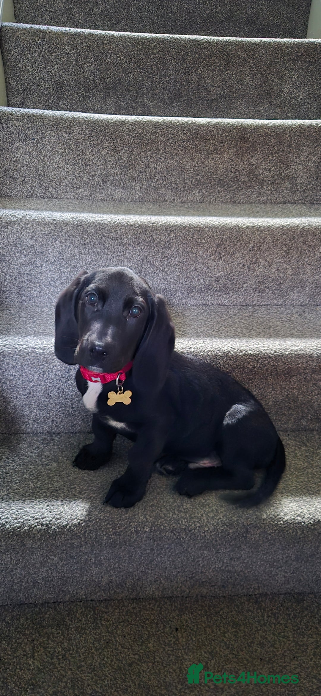 Mixed Breed dogs for sale: Clove - Advert 2