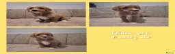 Mixed Breed dogs for sale: Miniature (Australian) Labradoodles girls - Advert 8