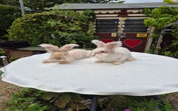 Angora rabbits for sale: Gorgeous Pedigree Full Faced Angora  - Image 15