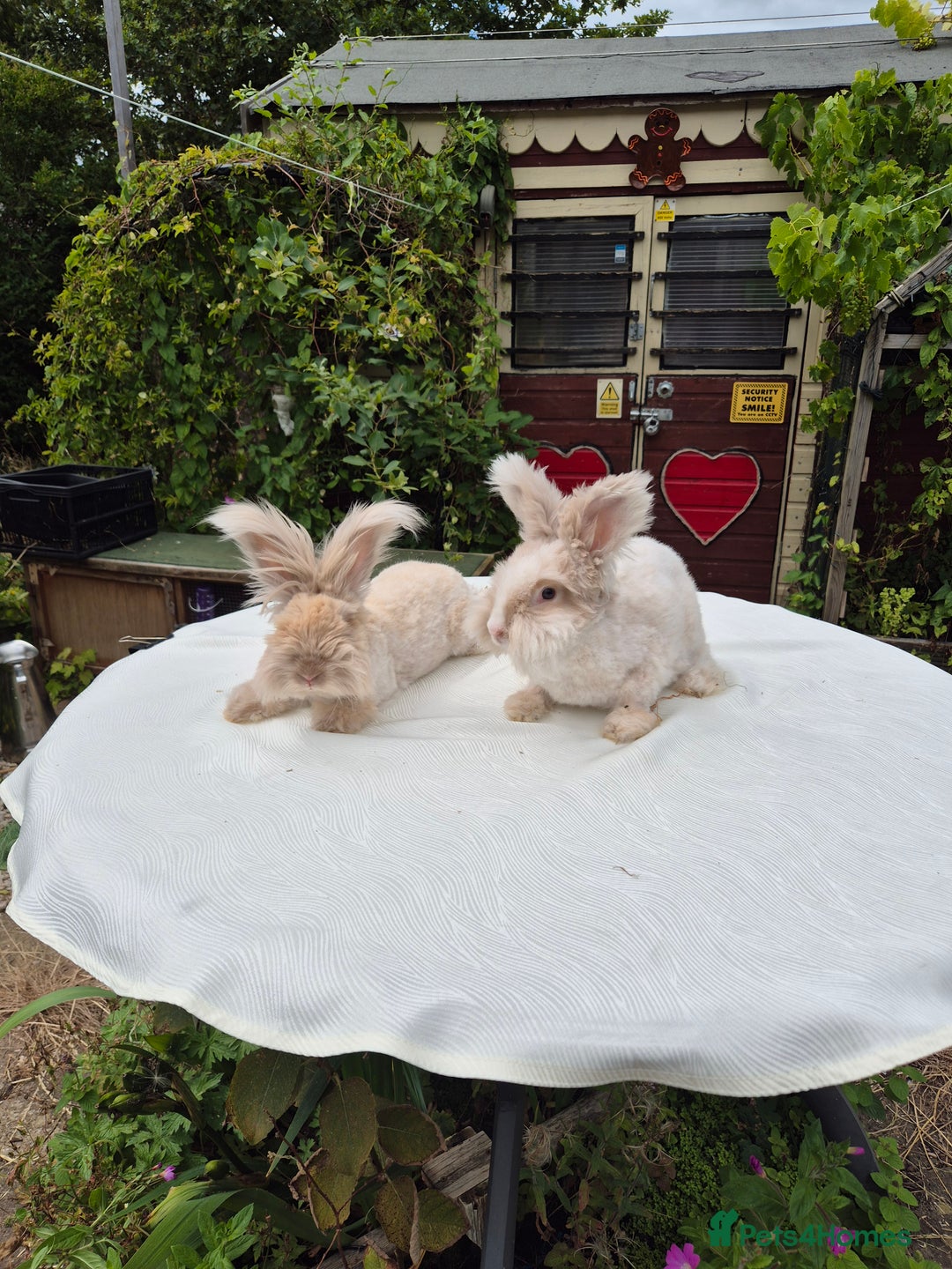 Angora rabbits for sale: Gorgeous Pedigree Full Faced Angora  - Image 15