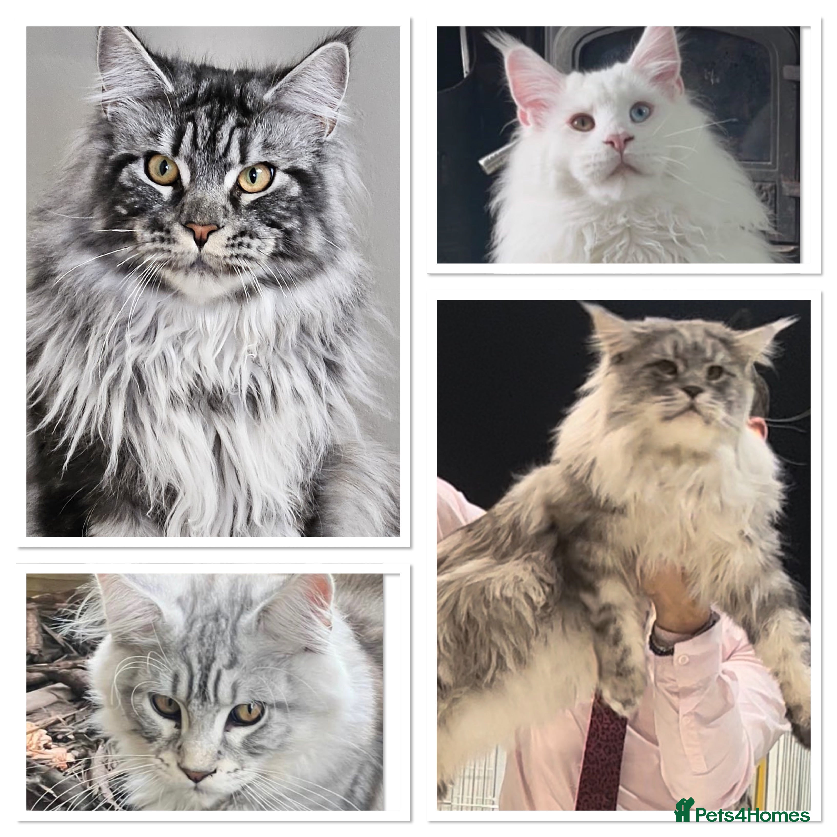 Maine Coon cats studs available  in Brighouse - Advert 14