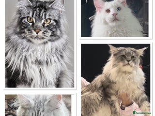 Maine Coon cats in Brighouse - Advert 17