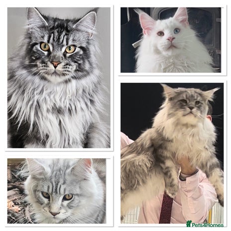 Maine Coon cats studs available in Brighouse - Advert 3