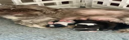 Shih Tzu dogs for sale: 3x imperial Shih Tzu  boys  - Advert 6