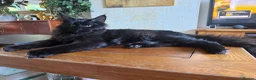 Maine Coon cats for sale: XXL kittens Tica ❤️ - Advert 5