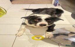 Border Collie dogs for sale: MAX 3.5 years old male - Image 3