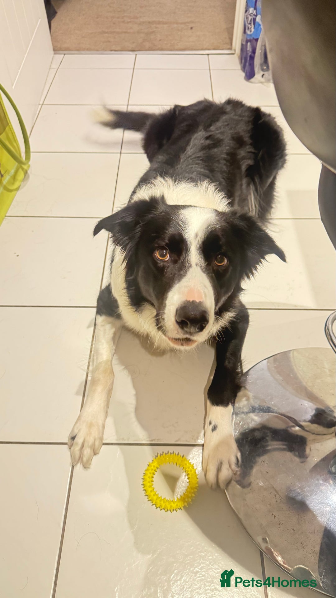 Border Collie dogs for sale: MAX 3.5 years old male - Image 3