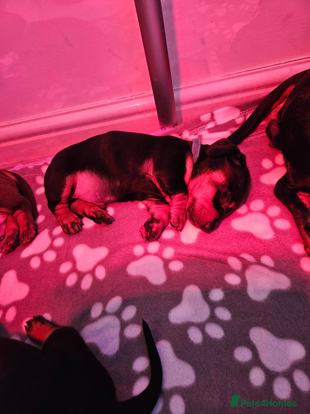 Dachshund dogs for sale: Puppies for sale - Advert 10