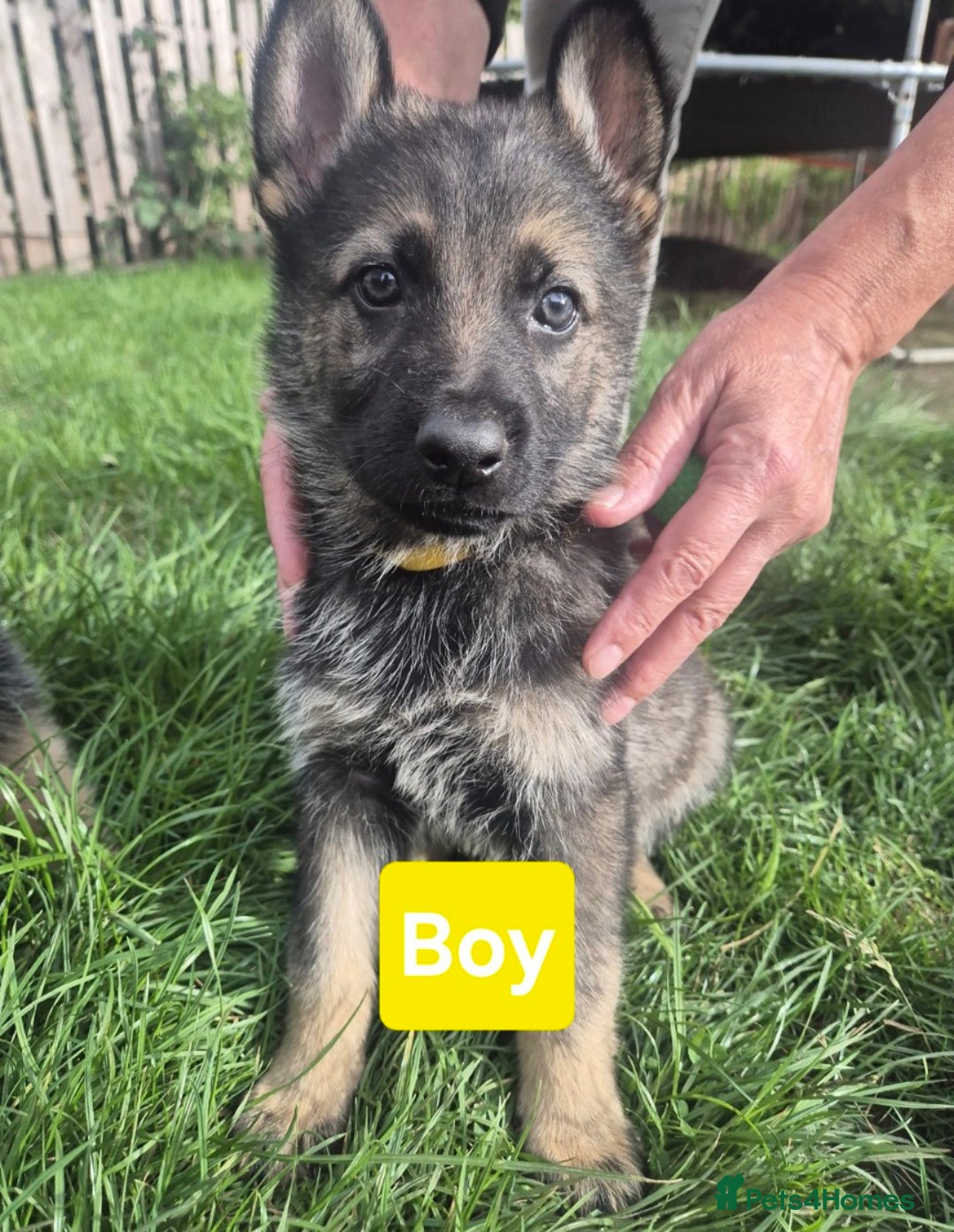 German Shepherd dogs for sale: German Shepherd puppies  - Image 8