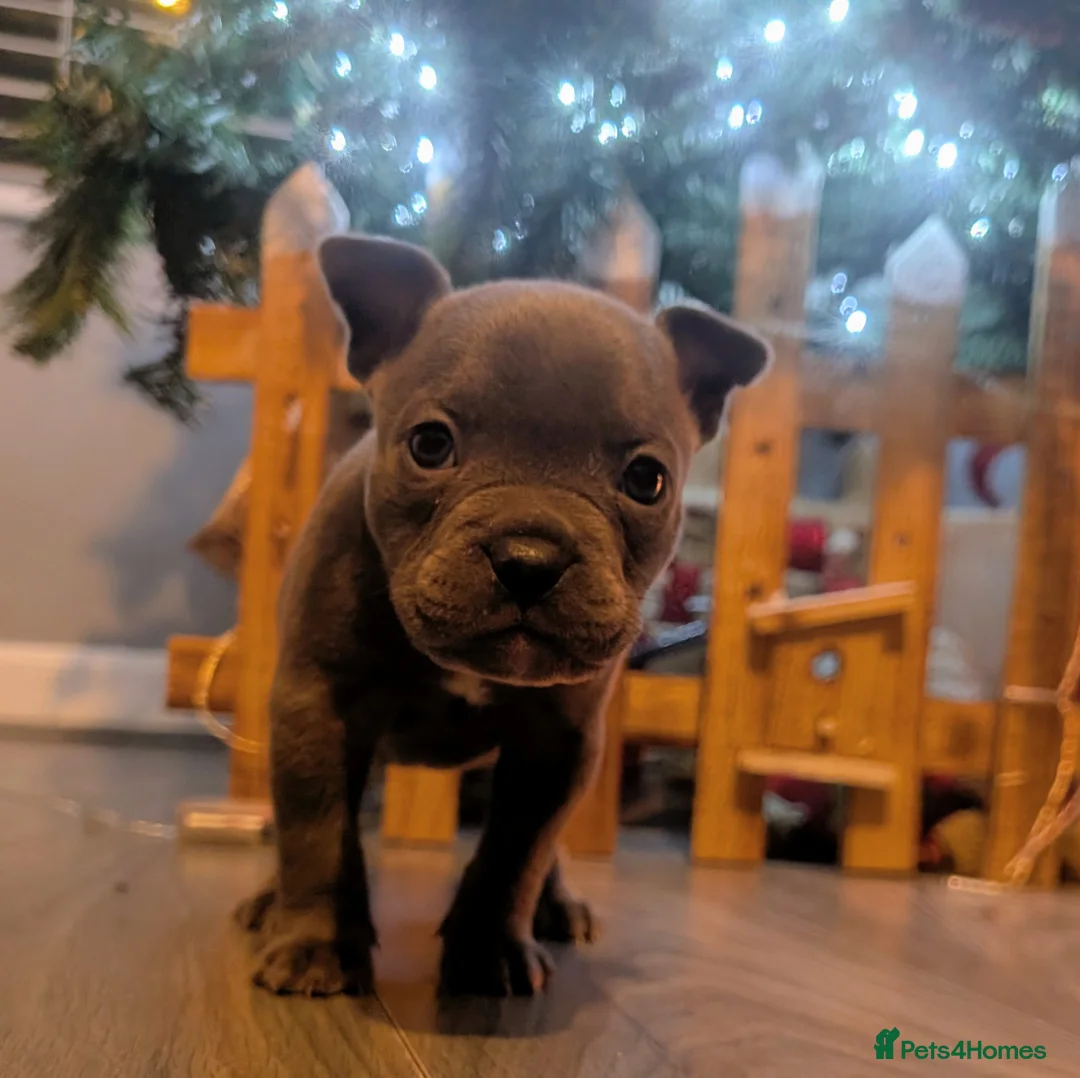 Mixed Breed dogs for sale: Beautiful french bulldog x pocket bully GIRL - Advert 7