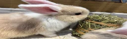 Mini Lop rabbits for sale: Mixed litter of beautiful Mini Lops  - Advert 5