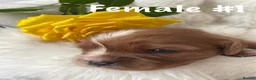 Cavalier King Charles Spaniel dogs for sale: Cavalier King Charles Puppies – Health Tested in Uttoxeter - Advert 7