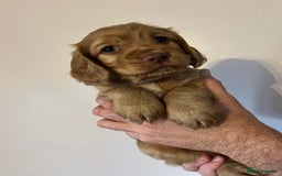 Cocker Spaniel dogs for sale: Cocker spaniel puppies - Image 6