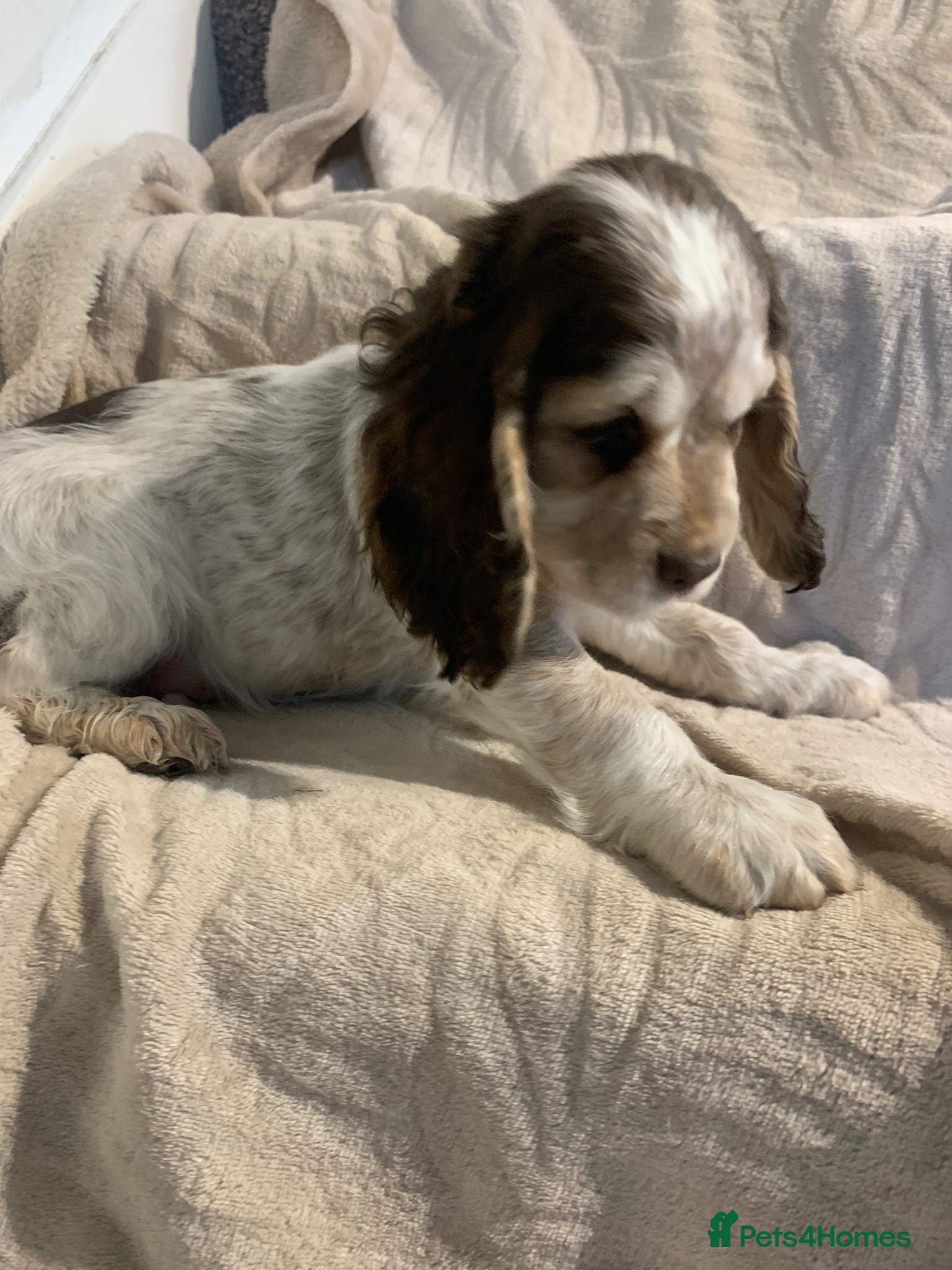 Cocker Spaniel dogs Stunning Show Type Cocker spaniels Ready Now!!  - Advert 16