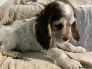 Cocker Spaniel dogs Stunning Show Type Cocker spaniels Ready Now!! - Advert 16
