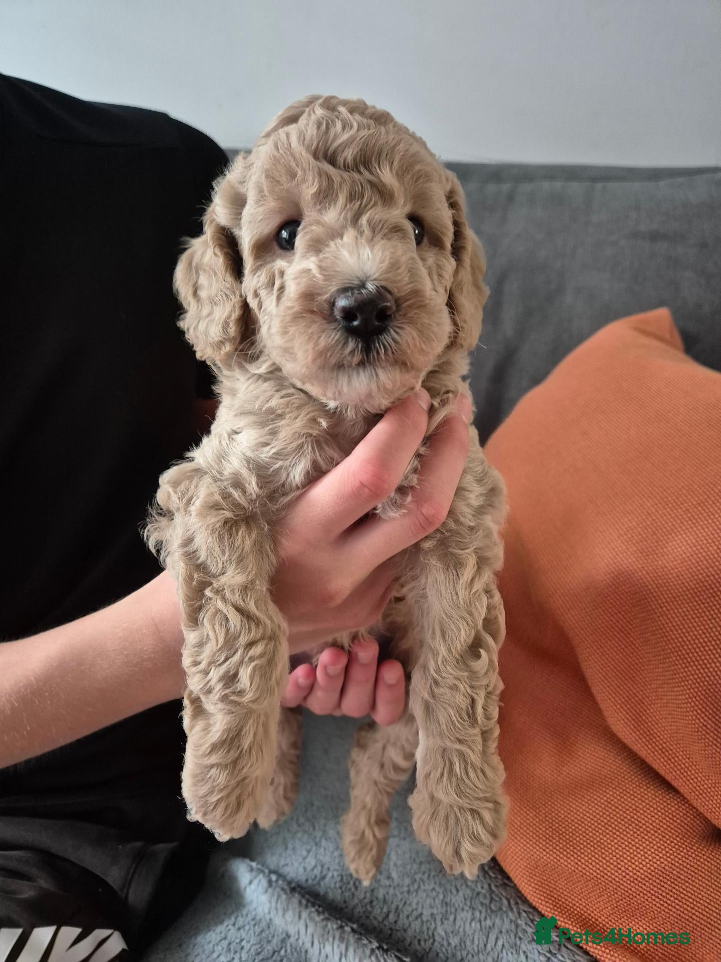 Cockapoo dogs Cockapoo puppies F1bb - Advert 14