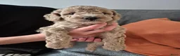 Cockapoo dogs for sale: Last cockapoo puppy available NOW - Advert 2