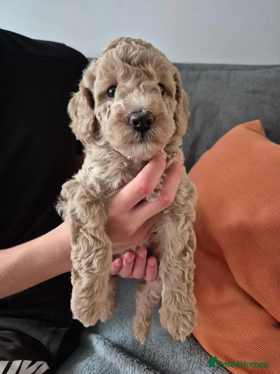 Cockapoo dogs for sale: Last cockapoo puppy available NOW - Advert 2