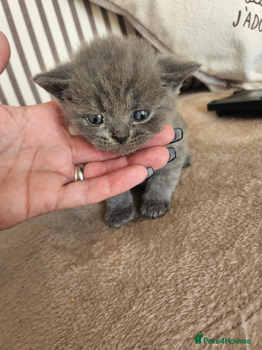 British Shorthair cats for sale: 3 beautiful boys  - Advert 8
