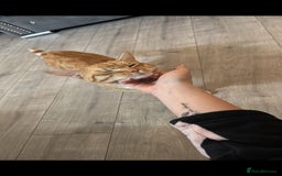 Mixed Breed cats for sale: Make ginger looking for forever home - Image 2