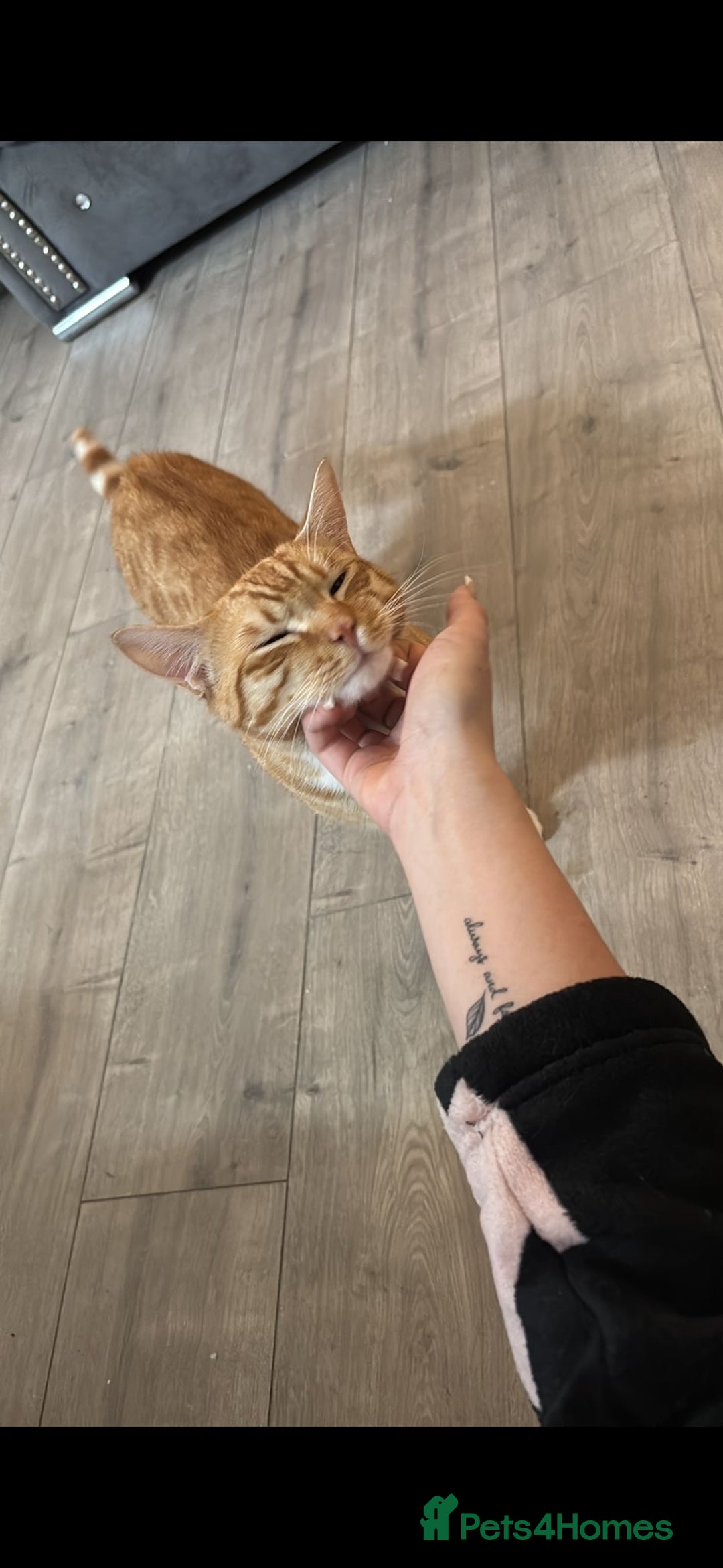 Mixed Breed cats for sale: Make ginger looking for forever home - Image 2