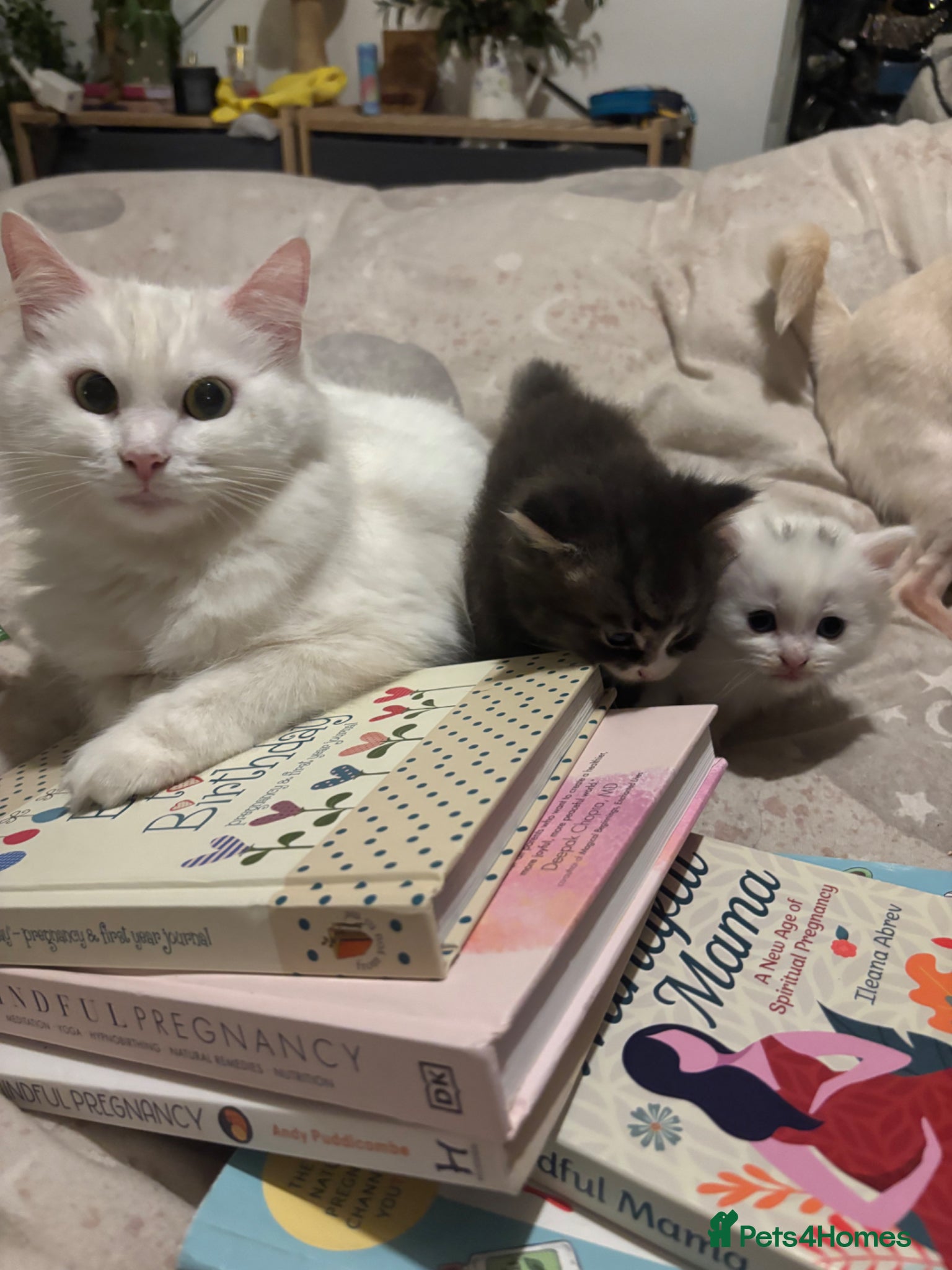 Mixed Breed cats 2 beautiful 😻 gril kittens  - Advert 3