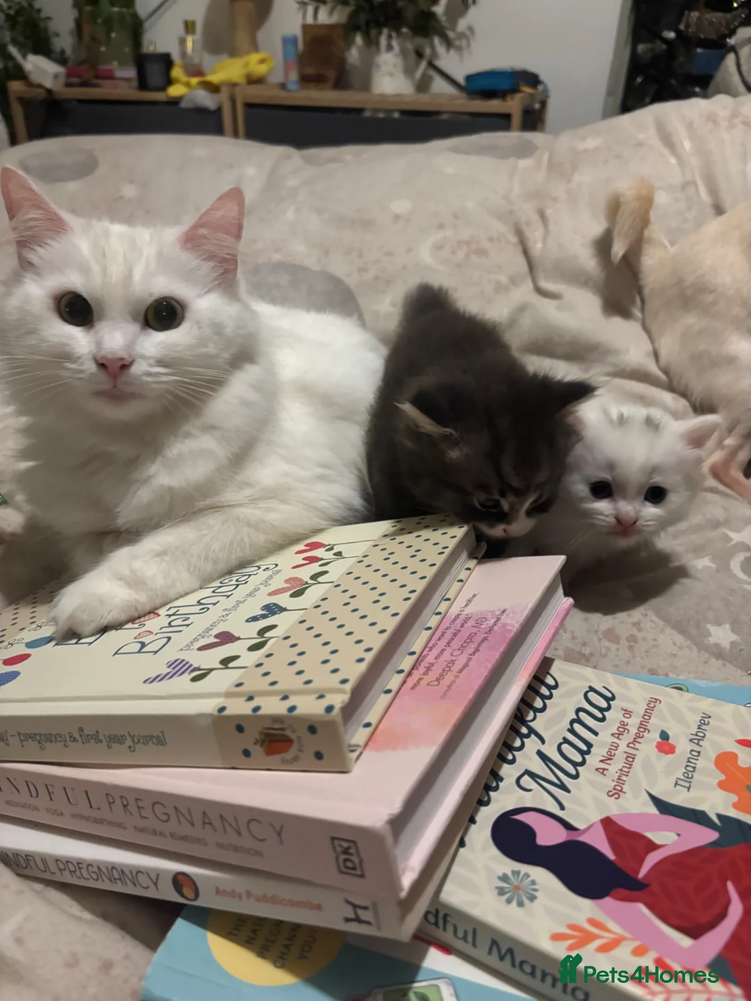 Mixed Breed cats for sale: 2 beautiful 😻 gril kittens  - Advert 1