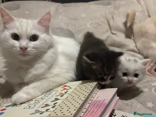 Mixed Breed cats 2 beautiful 😻 gril kittens - Advert 3