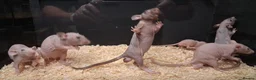 Rat rodents for sale: Baby Dumbo Rat's, various types  - Advert 3