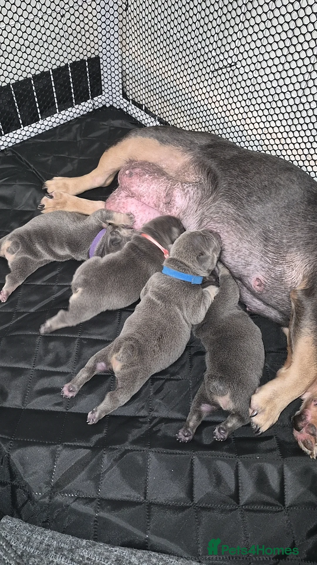 French Bulldog dogs for sale: Male and female lilac and tan french bulldog  - Advert 2