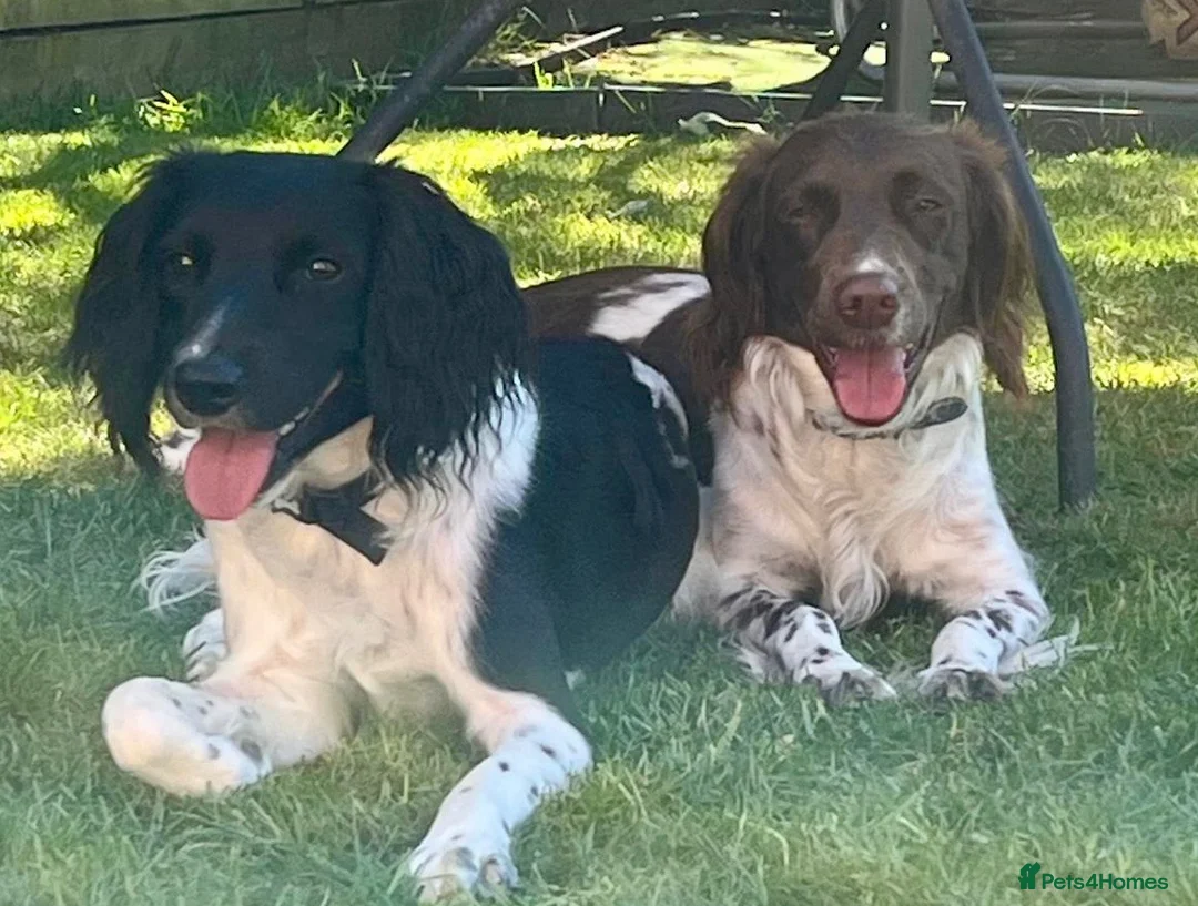 English Springer Spaniel dogs for sale: English springer spaniel litter  - Advert 16