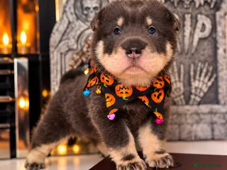 Shar Pei dogs FIRST CLASS 🏆 BEAR COAT SHARPEI BABIES 🌹 - Advert 2