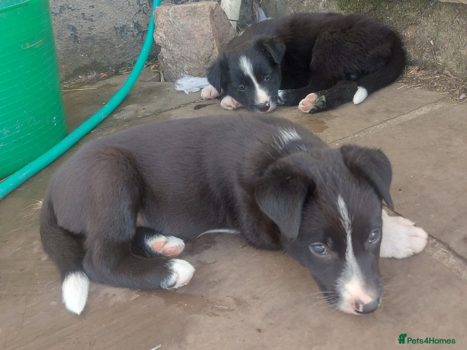 Border Collie dogs Confident, Friendly Collie Puppies - Advert 14