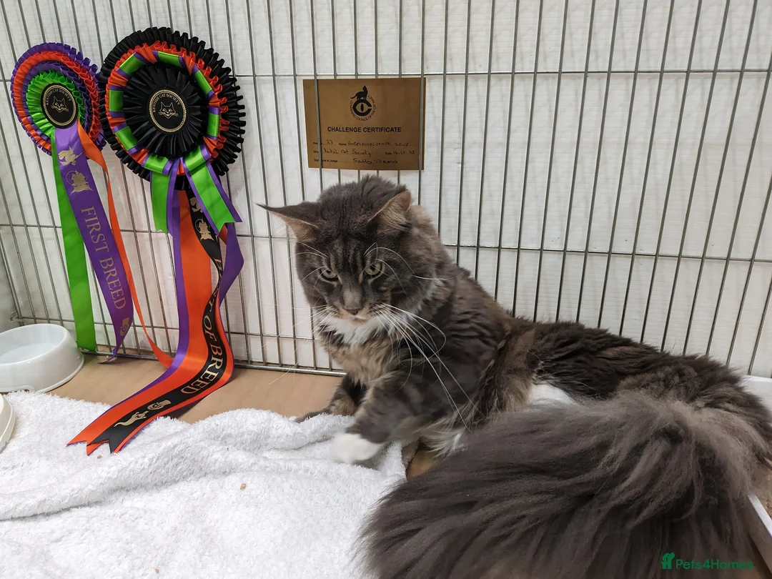 Maine Coon cats for stud: Zeus Maine-coon Stud in London - Advert 8
