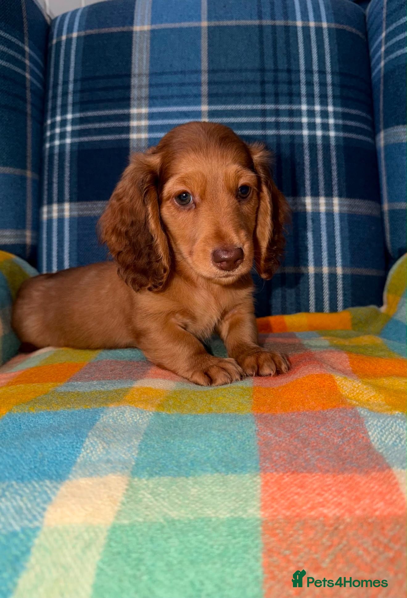 Miniature Dachshund dogs 🩷Stunning Long Haired Mini Dachshunds💙 - Advert 1