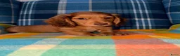 Miniature Dachshund dogs for sale: 🩷Stunning Long Haired Mini Dachshunds💙 - Advert 4