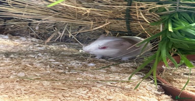 Guinea Pig rodents - Advert 6