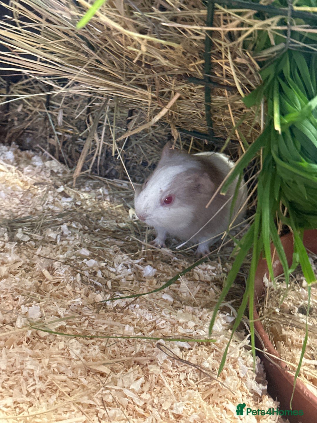 Guinea Pig rodents for sale: Gorgeous baby Guineapigs  - Image 3