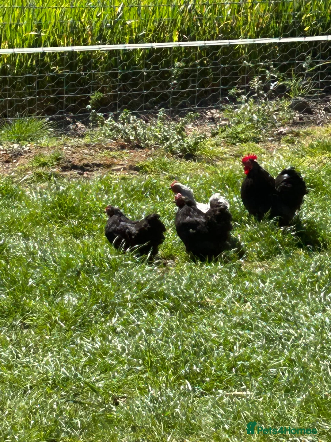 Hens poultry for sale: Pekin chickens  - Advert 14