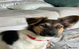 Border Collie dogs for adoption: Gwenny’s Story: One Hour From Death - Image 1