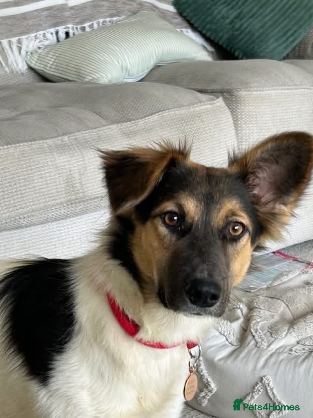 Border Collie dogs for adoption: Gwenny’s Story: One Hour From Death - Image 1