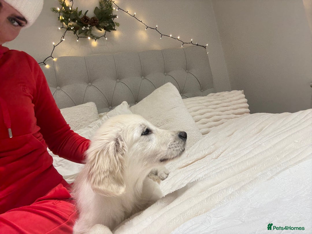 Golden Retriever dogs for sale: White Golden retriever puppy  - Advert 2