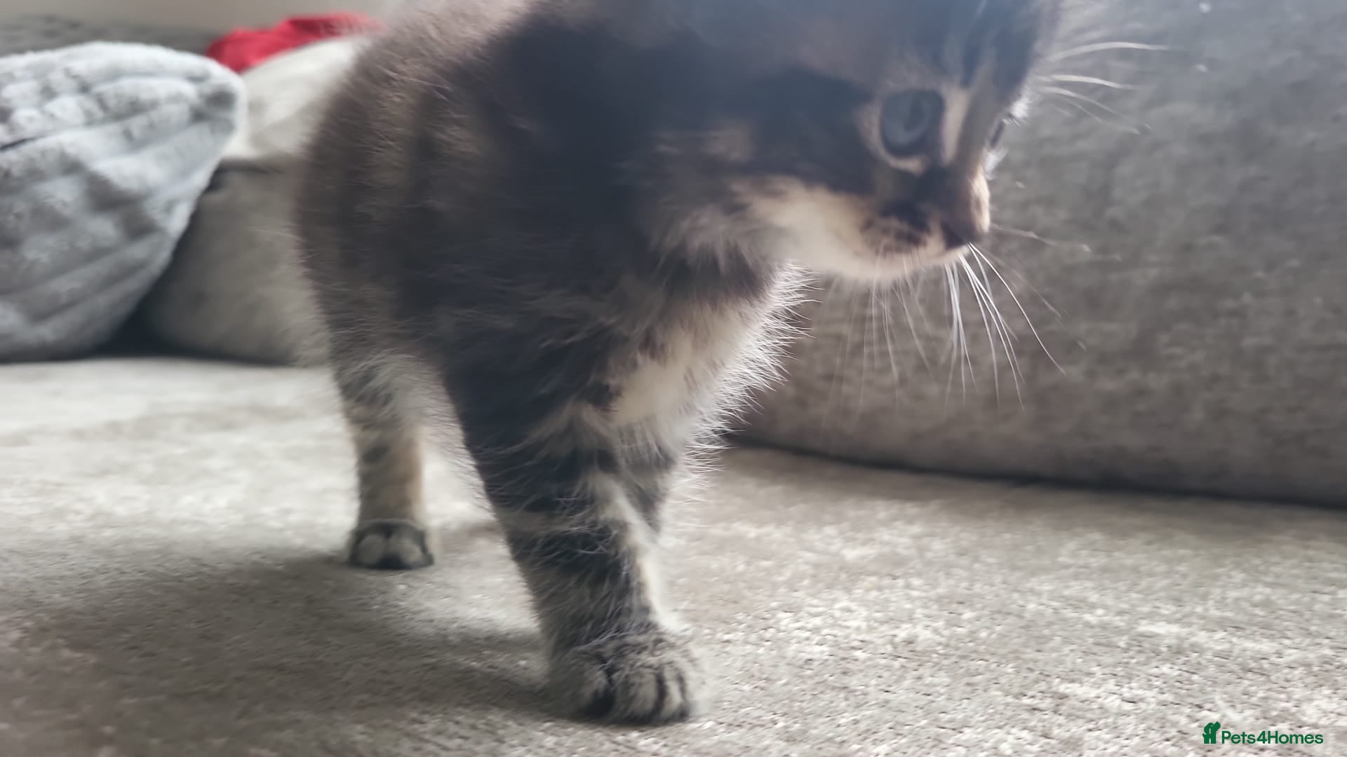 Persian cats for sale: Long haired Doll faced Persian cross  - Advert 2